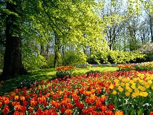 viewes, trees, Netherlands, Tulips, Park
