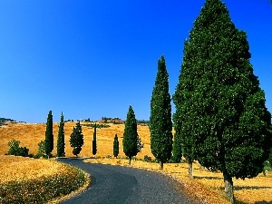 viewes, trees, Sky, Way, field