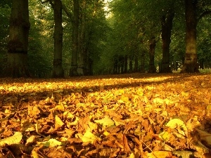 viewes, trees, Way, Leaf