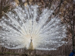 viewes, trees, White, peacock