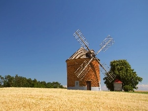 viewes, trees, Windmill, corn