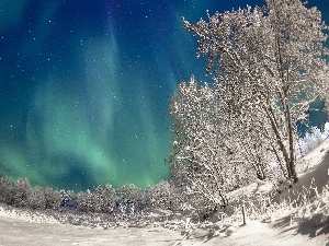 viewes, trees, dawn, winter, Polaris