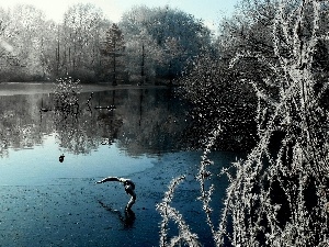 viewes, trees, Park, winter, lake