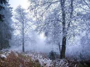 viewes, Snowy, trees, forest, winter, Way