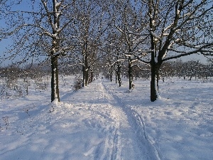 viewes, trees, winter, snow