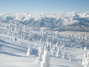 viewes, trees, winter, snow