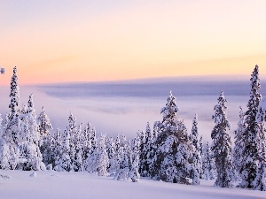 viewes, trees, winter, snow