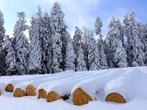 viewes, trees, winter, Snowy