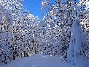 viewes, trees, winter, snowy