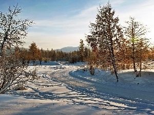 viewes, trees, winter, Way