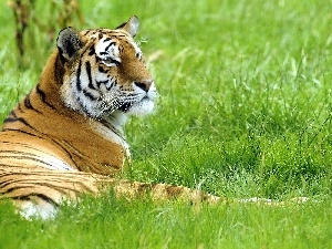 tiger, vigilance, Meadow