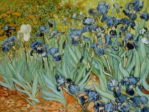 Vincent Van Gogh, picture, Irises