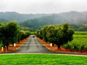 vineyard, viewes, Way, The Hills, trees