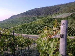 vineyards