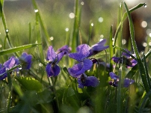 dew, Viola odorata