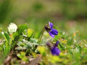 grass, Viola odorata