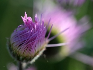 bud, Violet, Aster