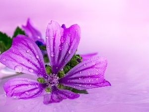 Violet, Mallow, Colourfull Flowers