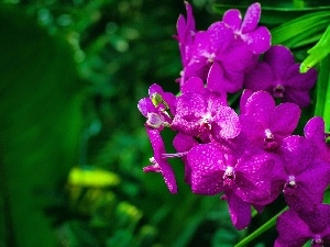 Violet, orchid, Colourfull Flowers
