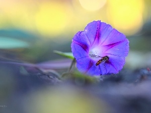 Violet, bell, Violet, wasp, Colourfull Flowers