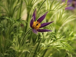 Violet, Colourfull Flowers, pasque