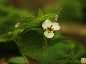 violet, Colourfull Flowers, White