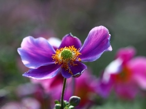 Violet, Colourfull Flowers, Japanese anemone