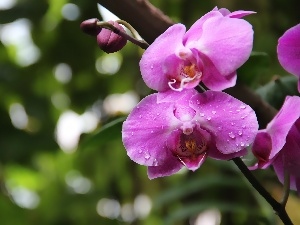 orchid, Violet, orchid