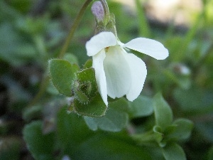 violet, White