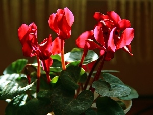 Cyclamen, Red