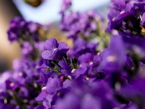 Violets, purple