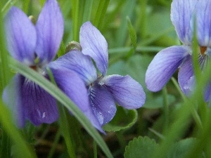 Violets, purple