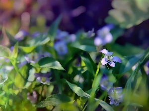 Violets