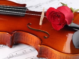 violin, Tunes, red hot, rose