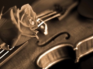 violin, rose