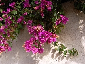 wall, Bougainvillea, Bush, Pink