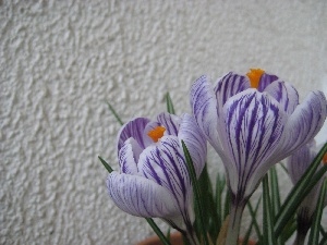 wall, crocus