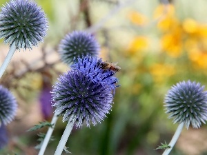 Echinops, Flowers, purple, Orbs