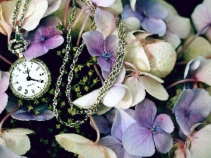 Watch, hydrangea