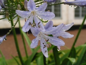 water, drops, Colourfull Flowers, Agapanthus African