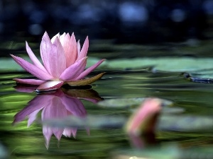 Art, water-lily