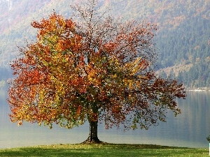 water, trees, autumn, lonely