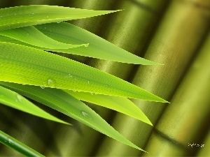 water, drops, bamboo, Leaf