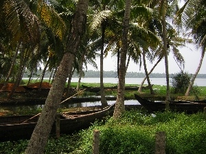 water, grass, boats, Palms