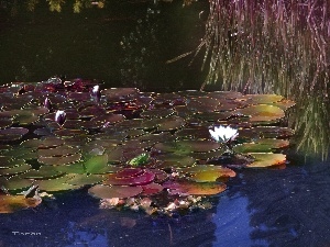 water, Pond - car, Lily