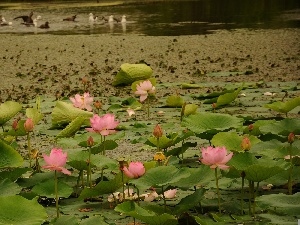 water, Pond - car, Lily