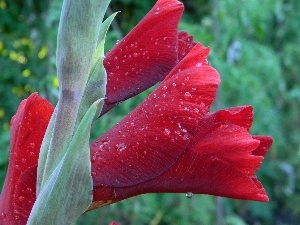 water, drops, claret, gladiolus