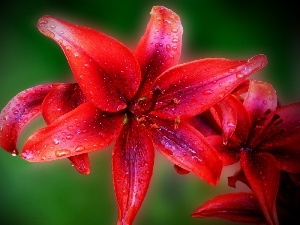 water, drops, Claret, Lily