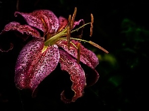 water, drops, Claret, Lily