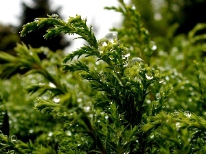 drops, water, Conifers
